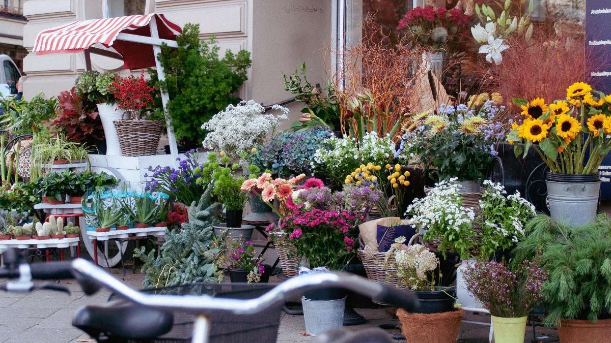 Plantas, macetas, insumos y sustratos: Vivero lanza un remate total de sus productos tras anunciar el cierre de su local