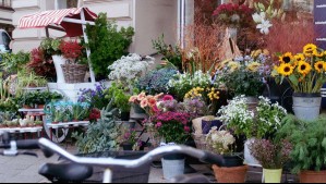 Plantas, macetas, insumos y sustratos: Vivero lanza un remate total de sus productos tras anunciar el cierre de su local