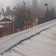Durante la mañana de este miércoles, la presencia de un puma caminando sobre los techos de las casas en el sector Las Acacias, en la comuna de Paine, alertó a los vecinos.