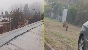 Video muestra a puma caminando por los techos de las casas en Paine: Felino fue capturado en buenas condiciones