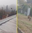 Durante la mañana de este miércoles, la presencia de un puma caminando sobre los techos de las casas en el sector Las Acacias, en la comuna de Paine, alertó a los vecinos.