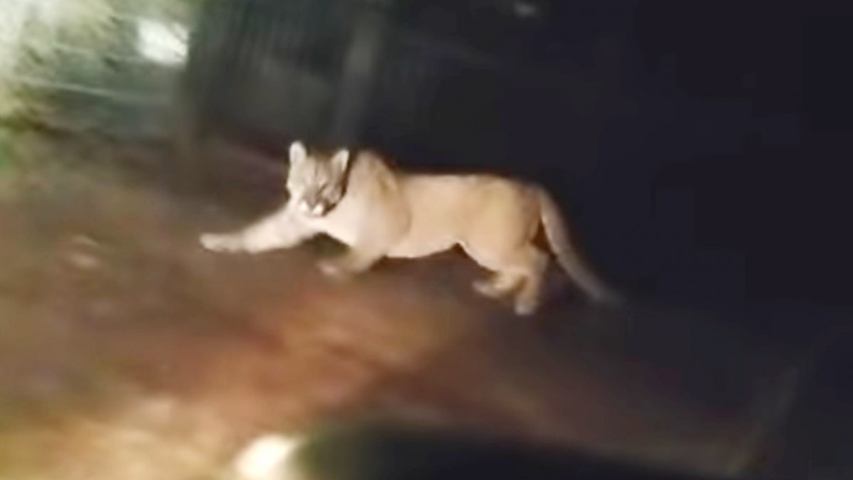 Nuevo avistamiento de puma alertó a vecinos en Paine: Municipalidad llamó a no acercarse al felino