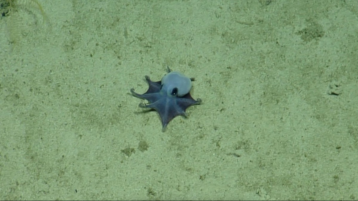 '¡Es pequeño! ¡Es azul!': así es el nuevo pulpo descubierto en las Galápagos