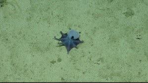 '¡Es pequeño! ¡Es azul!': así es el nuevo pulpo descubierto en las Galápagos
