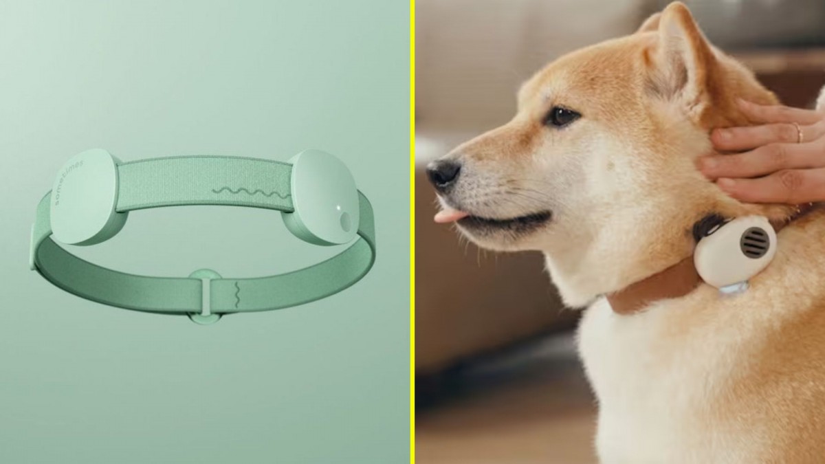 ¿Te gustaría entender a tu gato o perro?: China presenta primer collar que traduciría en tiempo real lo que dicen las mascotas