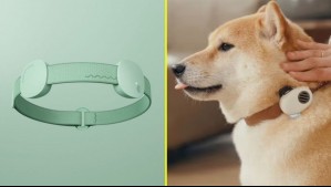 ¿Te gustaría entender a tu gato o perro?: China presenta primer collar que traduciría en tiempo real lo que dicen las mascotas