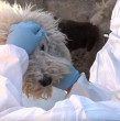 Un operativo en La Florida permitió rescatar a cerca de 50 perros desde un domicilio investigado por maltrato animal. Una persona fue detenida y los animales fueron incautados para su evaluación veterinaria.