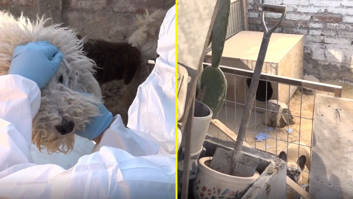 Se investiga posible maltrato animal: Más de 50 perros fueron rescatados por la PDI desde un domicilio en La Florida
