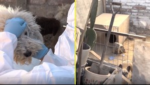 Se investiga posible maltrato animal: Más de 50 perros fueron rescatados por la PDI desde un domicilio en La Florida