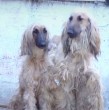 La PDI rescató a 50 perros desde un presunto criadero ilegal en La Florida. Los animales estaban hacinados y en malas condiciones sanitarias. Un hombre fue detenido.