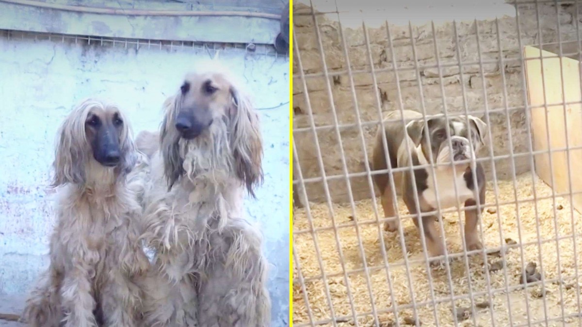 Rescatan a 50 perros desde criadero ilegal en La Florida: Estaban hacinados y en pésimas condiciones de salud