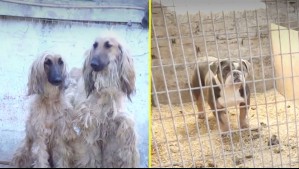 Rescatan a 50 perros desde criadero ilegal en La Florida: Estaban hacinados y en pésimas condiciones de salud