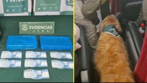 Perrita Hanny de Carabineros detectó más de dos kilos de cocaína en un bus