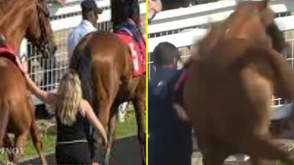 Mujer sale caminando después de recibir una doble patada de caballo en plena transmisión en vivo