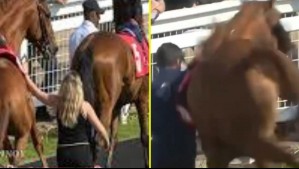 Mujer sale caminando después de recibir una doble patada de caballo en plena transmisión en vivo