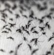 Google busca autorización para liberar hasta 32 millones de mosquitos estériles en Estados Unidos. El proyecto apunta a reducir enfermedades como dengue, Zika, malaria y fiebre amarilla mediante una bacteria natural.