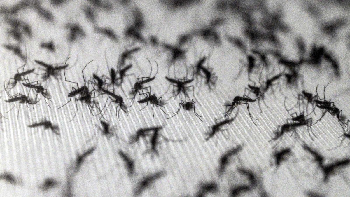 Google planea liberar 32 millones de mosquitos: ¿Cuáles son las razones?