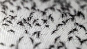 Google planea liberar 32 millones de mosquitos: ¿Cuáles son las razones?