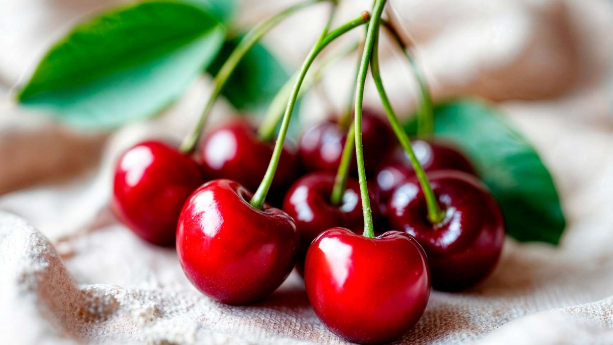 Importante multinacional chilena dejará de producir cerezas en el país: Estos son los motivos