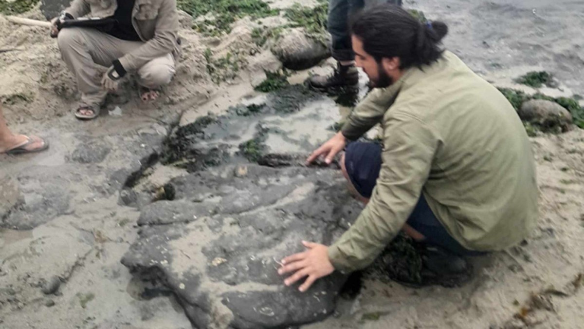 Confirman presencia de dinosaurios terrestres y aves del Cretácico en Algarrobo