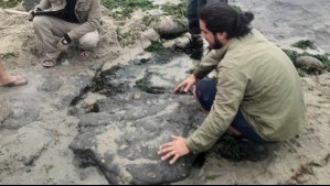 Confirman presencia de dinosaurios terrestres y aves del Cretácico en Algarrobo