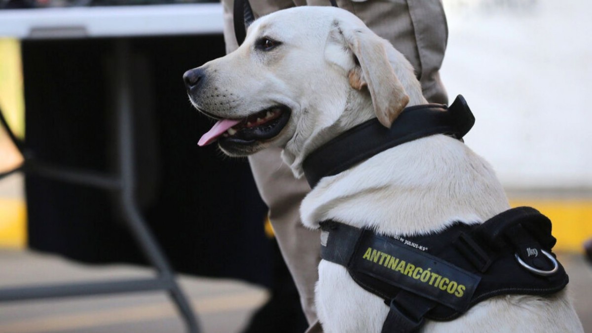 Detienen a trabajador de línea aérea que intentaba trasladar droga a Australia: Fue descubierto por perros