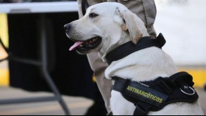 Detienen a trabajador de línea aérea que intentaba trasladar droga a Australia: Fue descubierto por perros