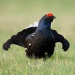 Un programa para recuperar al urogallo cantábrico liberó 30 aves en España, pero seis meses después solo una seguía viva. El seguimiento reveló los principales desafíos que enfrenta la especie.