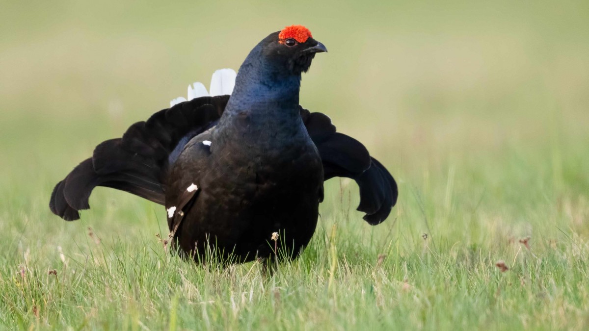 Liberaron 30 urogallos para evitar que su especie desapareciera: Seis meses después, sólo una seguía viva