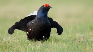 Liberaron 30 urogallos para evitar que su especie desapareciera: Seis meses después, sólo una seguía viva