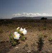 El artículo The Future of Plant Extinction (El futuro de la extinción de las plantas), publicado en la revista científica Science, expone los resultados de dos estudios que advierten sobre el impacto del cambio climático.