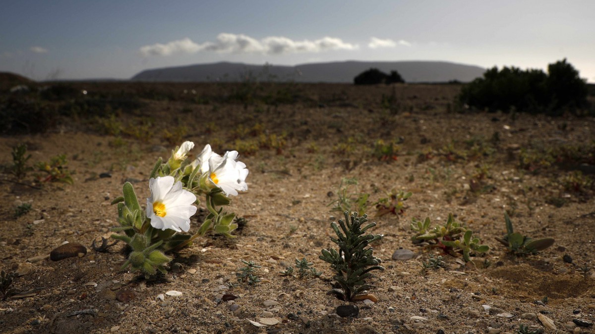 Estudios alertan riesgos de extinción de plantas a nivel mundial: Muchas podrían desaparecer antes del año 2100
