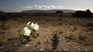 Estudios alertan riesgos de extinción de plantas a nivel mundial: Muchas podrían desaparecer antes del año 2100