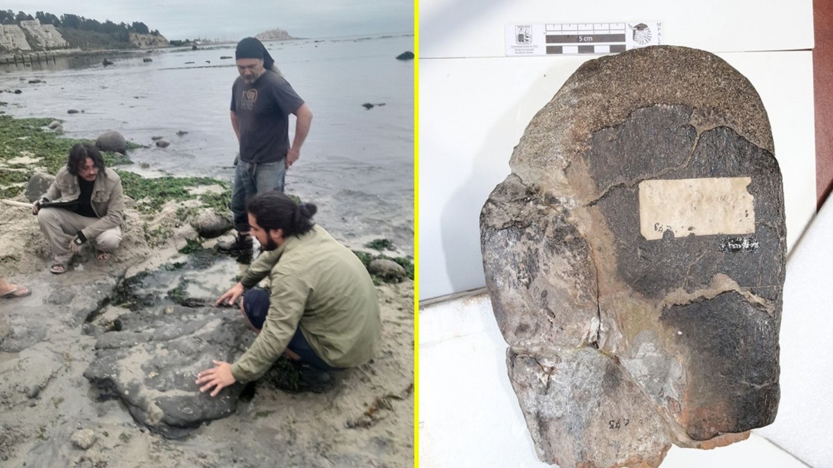 Dinosaurios en el litoral central de Chile: Estudio confirmó su presencia en una playa durante el Cretácico