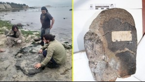 Dinosaurios en el litoral central de Chile: Estudio confirmó su presencia en una playa durante el Cretácico