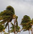Conoce detalles sobre la tormenta tropical Cristina que se acerca poco a poco a Centroamérica. Los países de la región han tenido que tomar resguardos por posibles inundaciones y deslizamientos de tierra.