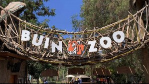 Bioparque Buin Zoo: Estos son los precios y horarios para vacaciones de invierno