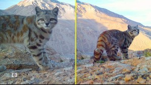 Alerta en la alta cordillera: Buscan proteger al 'fantasma de los Andes' ante el avance industrial en su hábitat
