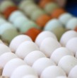 Sernac analizó 112 productos y detectó problemas en el etiquetado de huevos vendidos de manera online en supermercados. Además, aclaró que la expresión gallinas felices no cuenta con una definición legal en Chile.