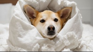 Virus que enferman a los perros aumentarían en otoño e invierno: Conoce cómo prevenir contagios