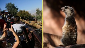 Zoológico Metropolitano: Horarios y cómo adquirir entradas para vacaciones de invierno