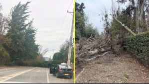 Fuertes ráfagas de viento provocan voladura de techos y árboles caídos en la RM