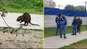 Carabineros y personal municipal rescatan y liberan a un coipo que era perseguido por perros en Melipilla
