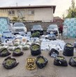 Carabineros y la Fiscalía desbarataron una organización criminal dedicada al narcotráfico. Incautaron 536 kilos de marihuana, 377 plantas de cannabis y droga avaluada en $5.340 millones.