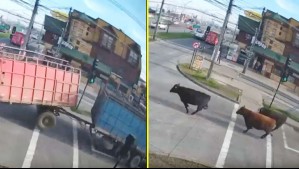 Video muestra a bovinos escapando por calles de Temuco tras volcamiento de camión que los transportaba