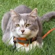 En la actualidad, muchos dueños de gatos han optado por la modalidad indoor, es decir, mantener a sus mascotas dentro de sus hogares sin acceso al exterior, pero los veterinarios recomiendan que puedan salir de forma supervisada.