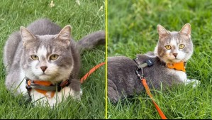 Los veterinarios no lo dudan: Los gatos mejoran su conducta cuando los dejan salir a la calle de forma supervisada