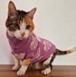 Con la llegada de las bajas temperaturas en distintas zonas de Chile, el frío no solo afecta a las personas, sino también a las mascotas, que pueden sufrir problemas de salud al estar expuestas a condiciones extremas. Conoce cómo protegerlas.