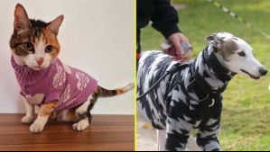 Descienden las temperaturas: ¿Cómo proteger a perros y gatos del frío extremo?