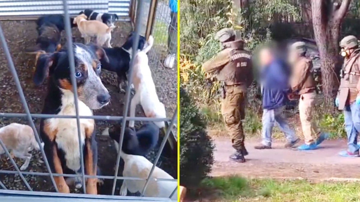 Rescatan a 14 perros y 5 gatos con signos de desnutrición en casa de Curacautín: Dueño fue detenido por maltrato animal